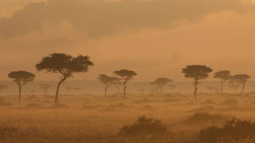 Picture of trees in the African Savanna