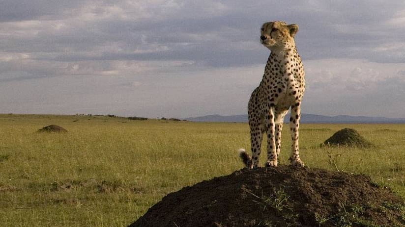 Sita a cheetah in the movie African Cats