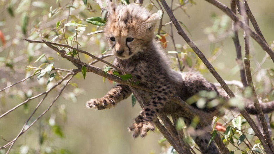 Baby cheetah laying in a tree