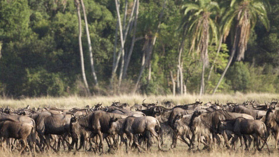 Herd of wildebeests in the movie African Cats