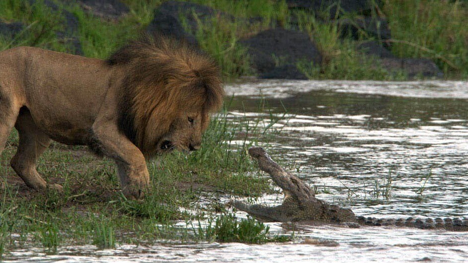 A lion and crocodile stand off at the river in the movie African Cats
