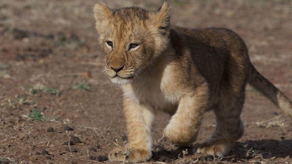 Mara a lion cub in the movie African Cats