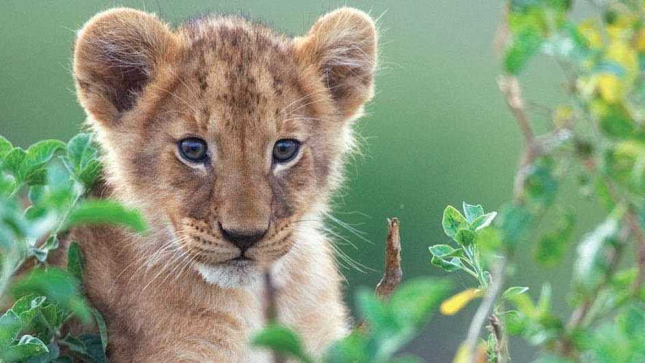 Mara a lion cub posing in African Cats.