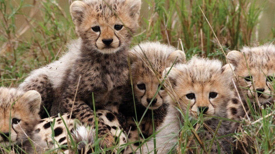 photo of Sita's Cheetah Cubs