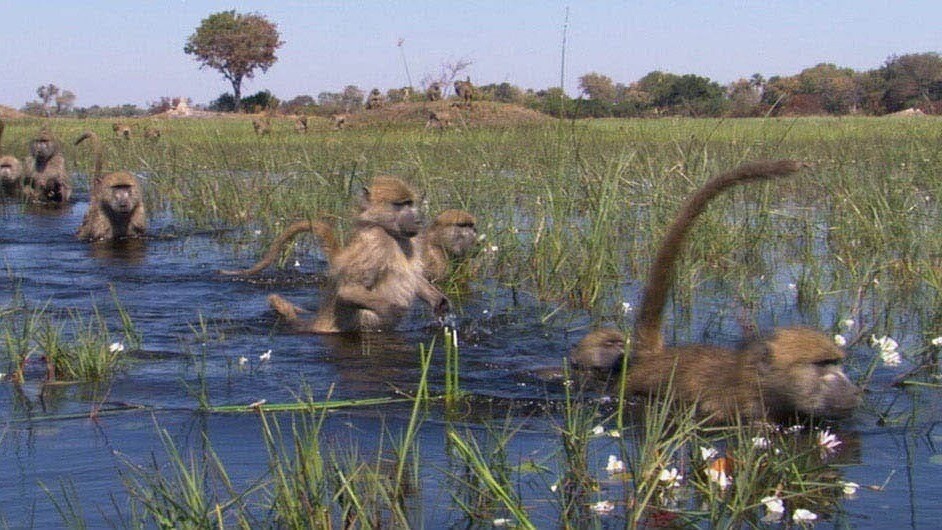 Baboons crossing marshland in the movie Earth