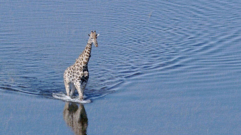 A giraffe crossing a flooded area