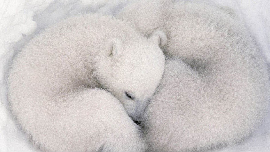 Two polar bear cubs sleeping in the movie Earth