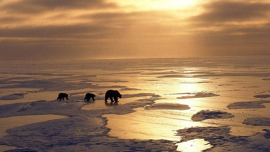 A polar bear mother and two of her cubs walking across the icy sea in the movie Earth.