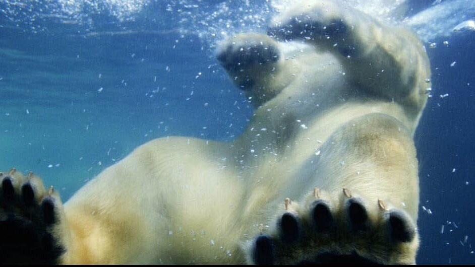 A polar bear underwater in an icy sea.
