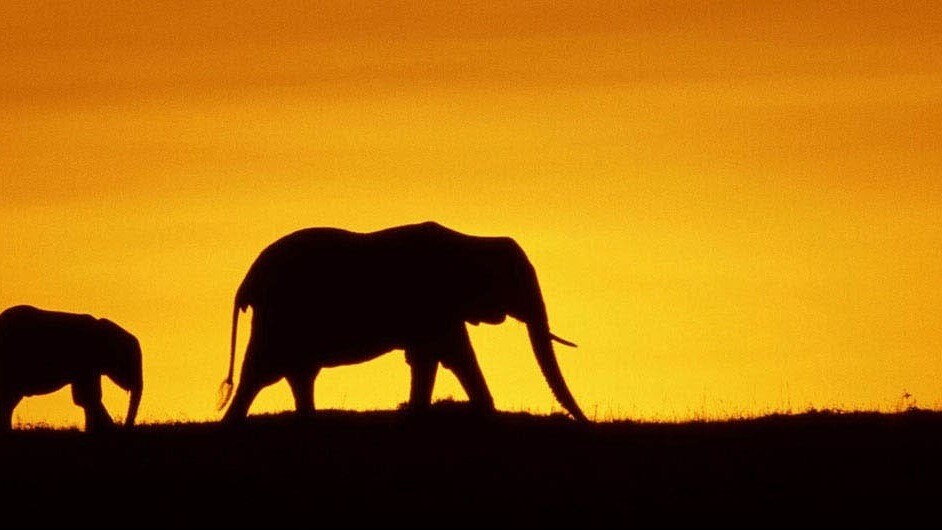 A family of elephants in the sunset.