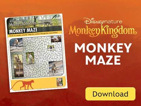 Monkey Kingdom Official Site Disneynature Monkey Kingdom Official Site Disneynature