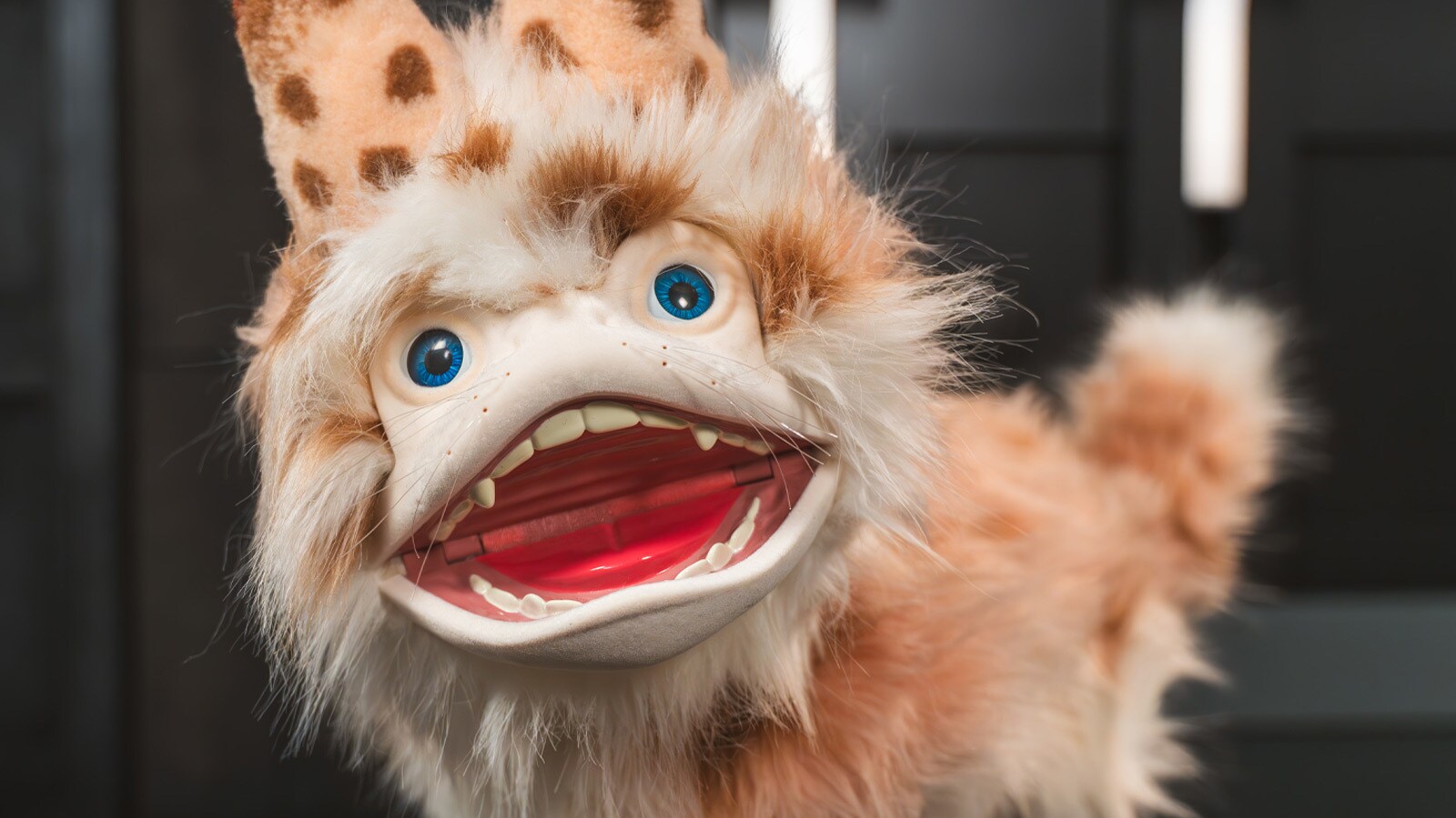 Make Like Sabine Wren and Adopt Your Own Loth-Cat - Gift the Galaxy Exclusive