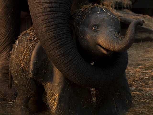 Dumbo 19 Disney Movies Dumbo 19 Disney Movies