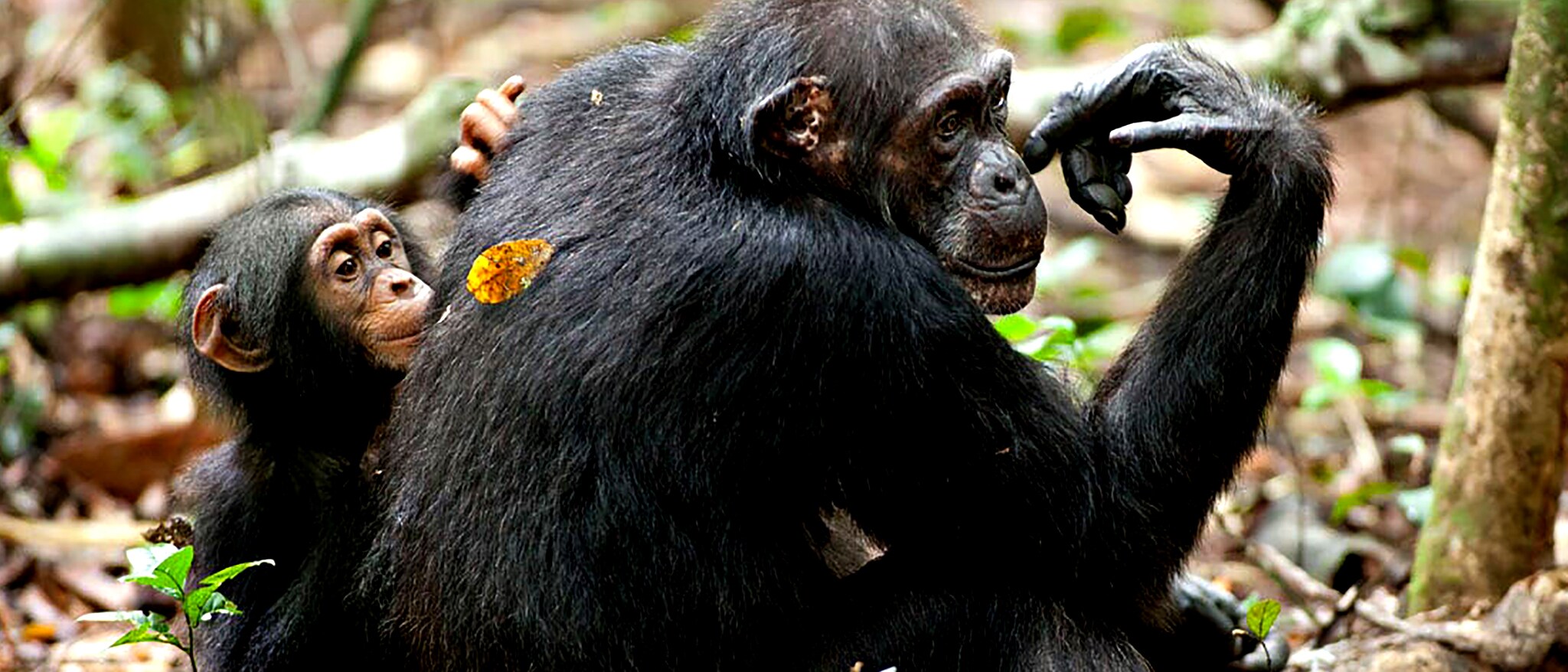 chimpanzee movie