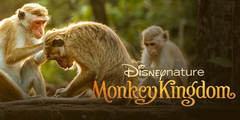 Disney+ introduces Documentaries for the Animal Lovers