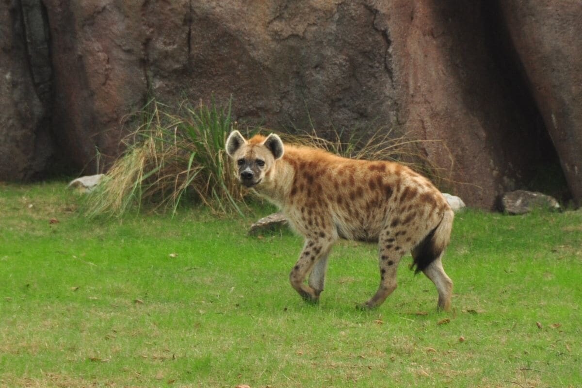 Hyena