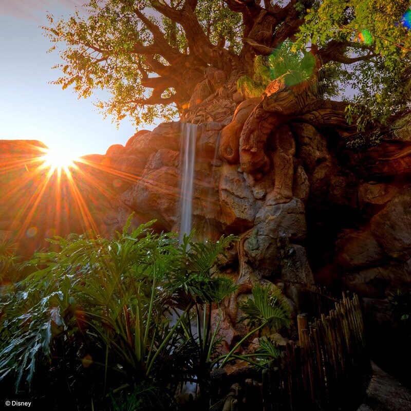 Animal Kingdom Trees during sunset at the Walt Disney World Resort