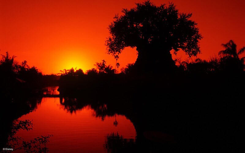 Tree of Life during sunset at Walt Disney World Resort Animal Kingdom