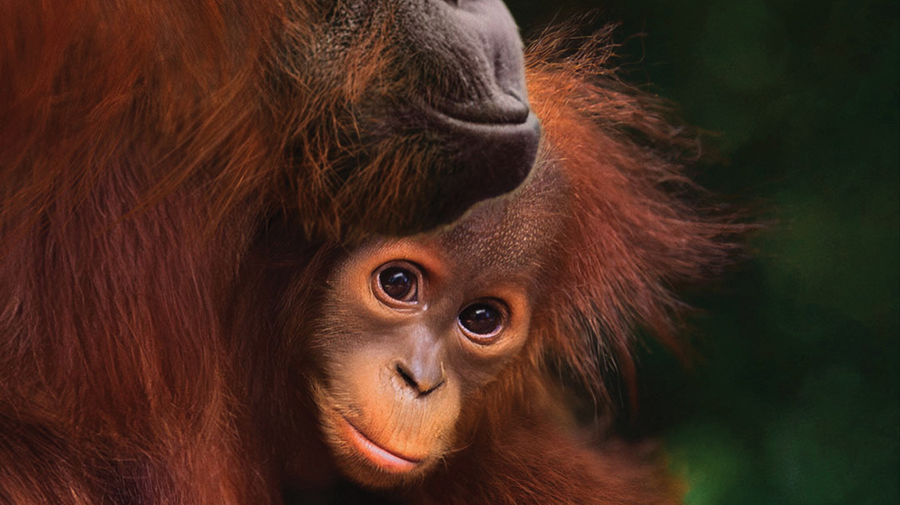 DISNEY+ CELEBRA EL DÍA DE LA TIERRA CON “ORANGUTÁN”, LA NUEVA PELÍCULA DE DISNEYNATURE QUE YA SE ENCUENTRA DISPONIBLE