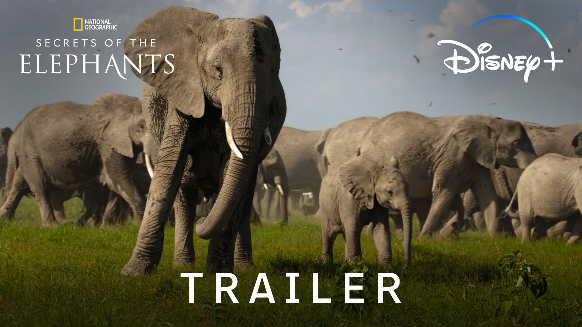 Secrets of the Elephants | Disney+