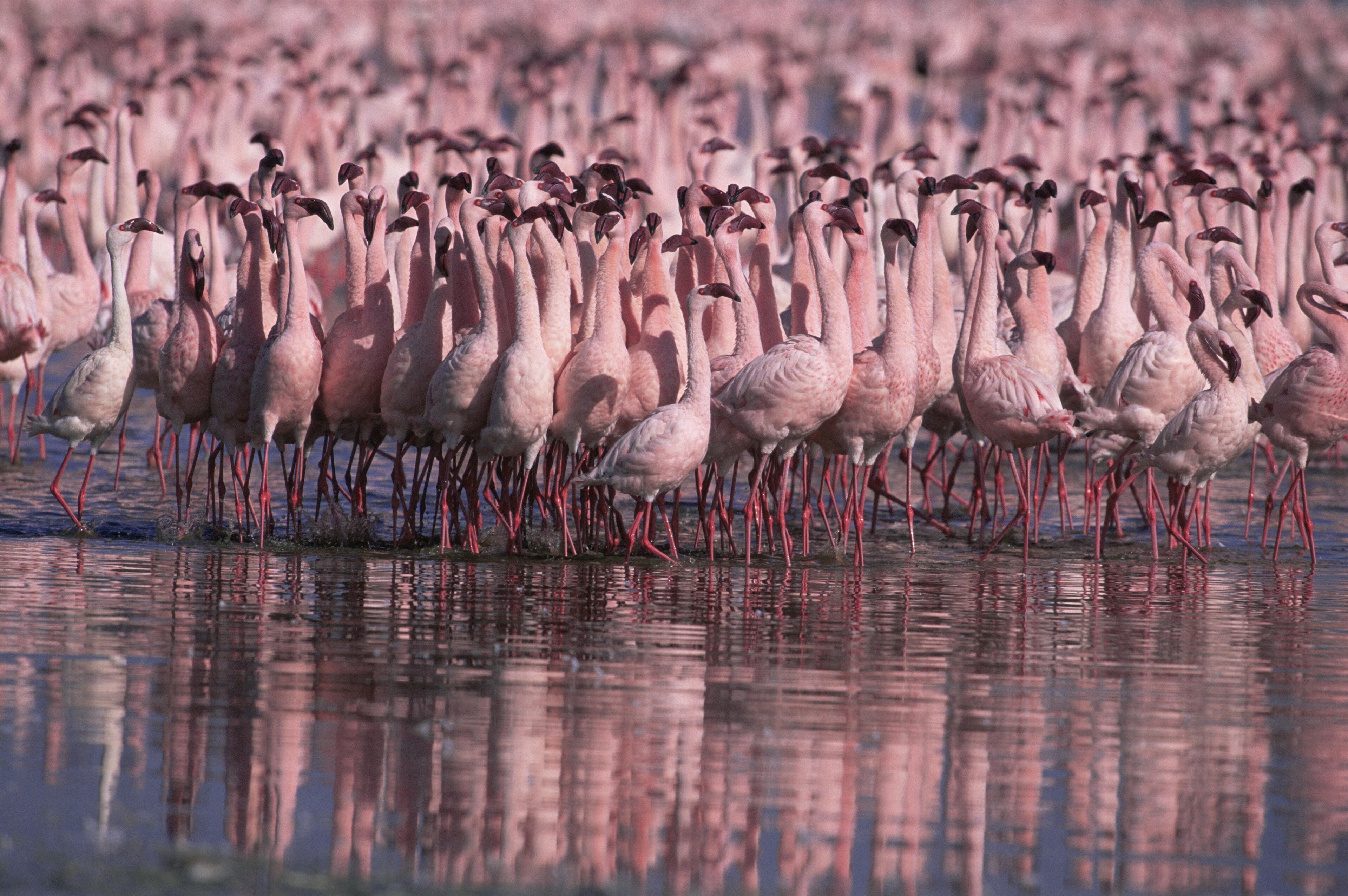 Hundreds of flamingos charge towards the water.