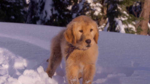 Yellow Snow - Snow Buddies