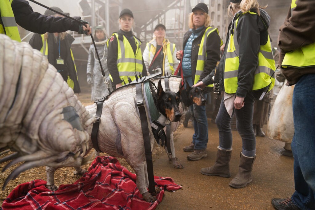 Two Dobermans peek out of their Corellian hound costumes while surrounded by crew members on the set of Solo: A Star Wars Story.