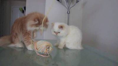 Two Kitties and a Ball of Yarn