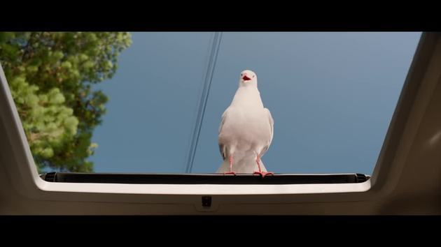 Seagulls