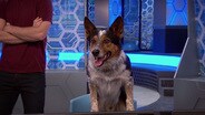 Bionic Dog