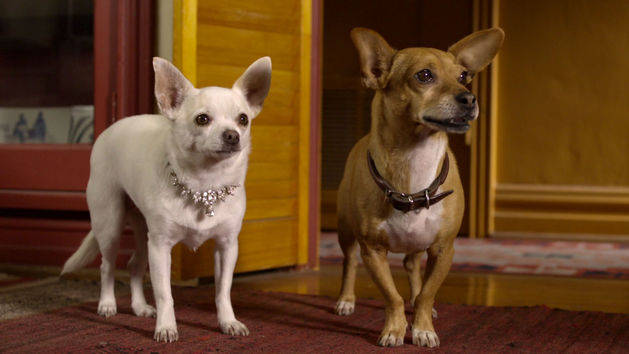 Beverly Hills Chihuahua 2 Disney Movies beverly-hills-chihuahua-2-disney-movies