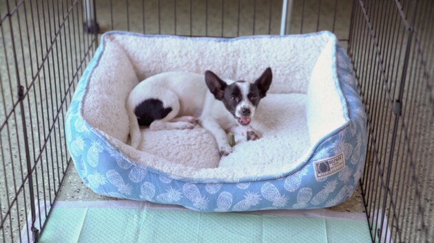 How to Crate Train a Puppy
