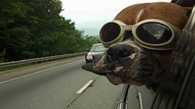 Doggy in Goggles Take a Joy Ride 