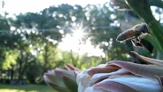 Bees In Slow Motion Flight Disney Video