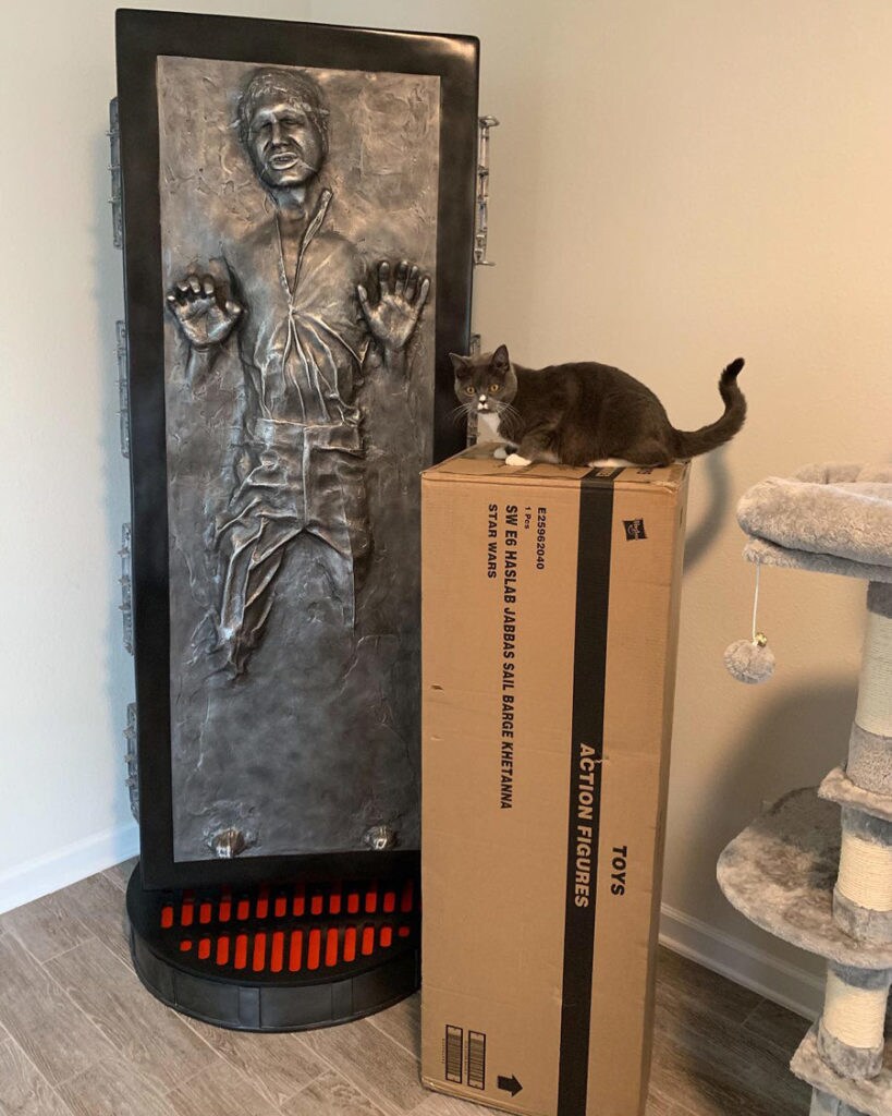 Zack Ryder's cat Kylo with Han in carbonite.