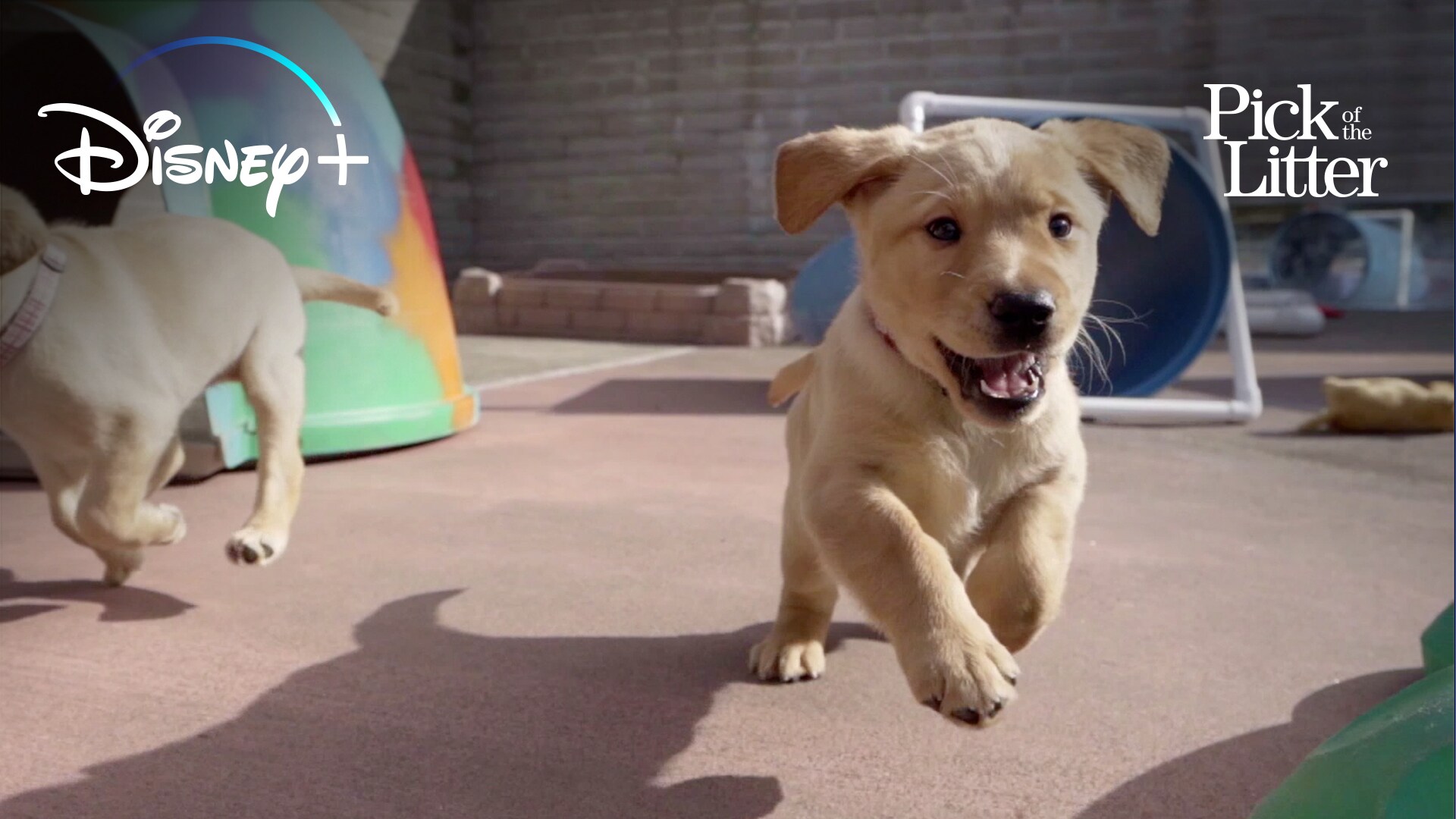 Which Puppy To Pick From A Litter