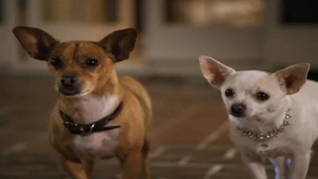 Ay Chihuahua Fun Facts - Dog Breeds