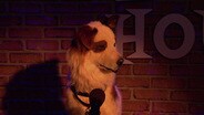 Dog Loses Girl