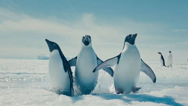 Swimming Penguins - Clip - Oceans