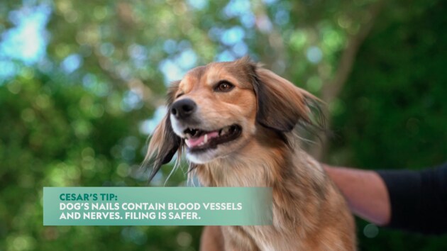 How to File a Dog’s Nails