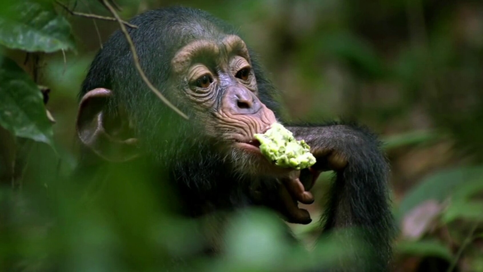 Making of Chimpanzee