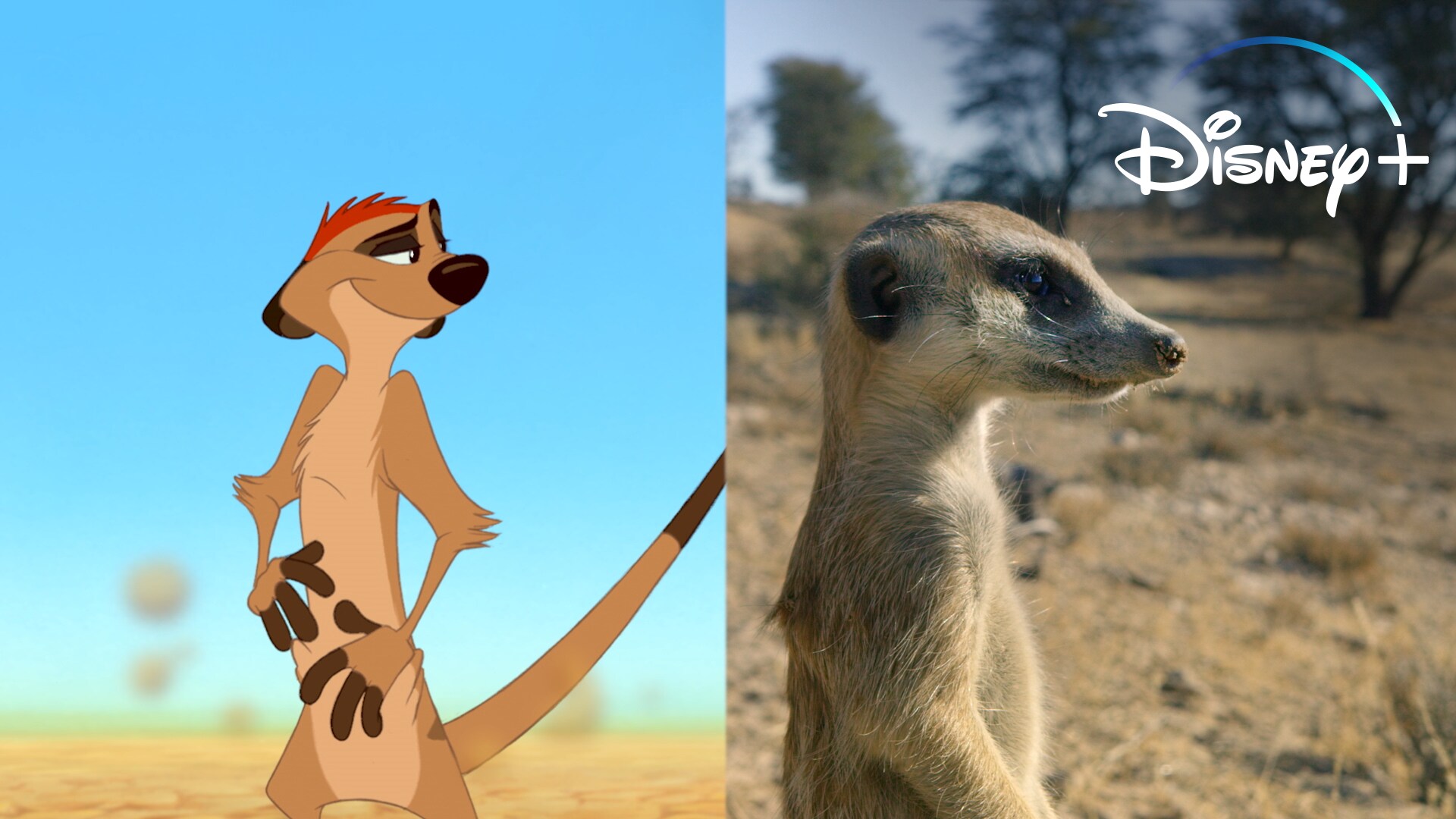 Disney Animated Animals and Their Wild Counterparts | Oh My Disney