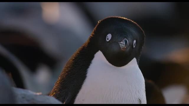 Penguins Clip | Meet Adeline