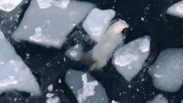 Polar Bear Aerial Shots