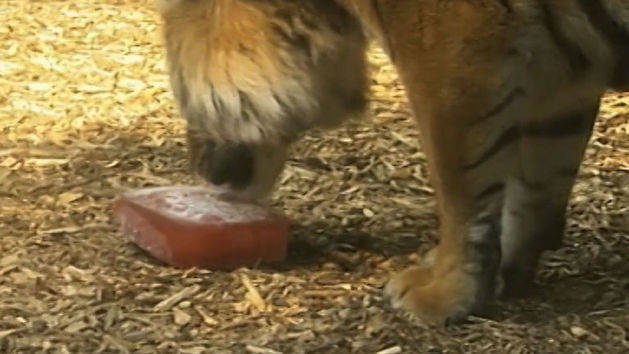 Cold Treats for Zoo Animals on a Hot Day!
