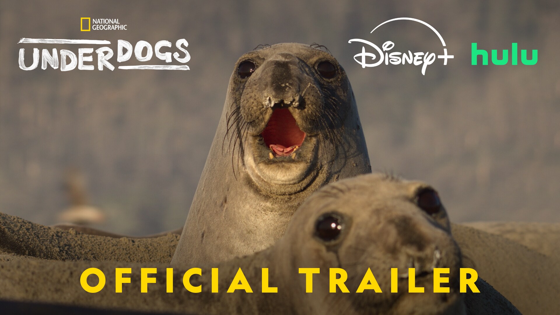 Underdogs | Official Trailer | National Geographic