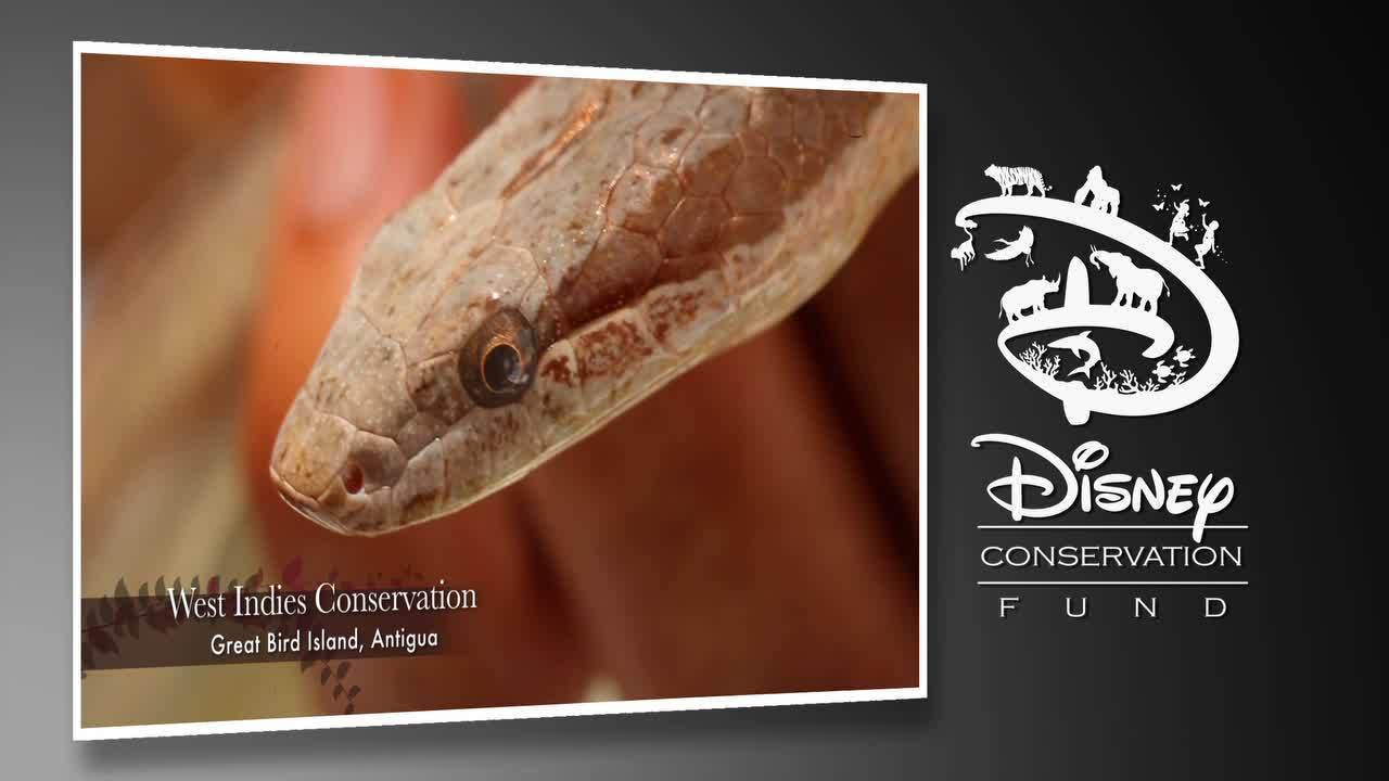The Antiguan Racer - Disney Conservation Fund