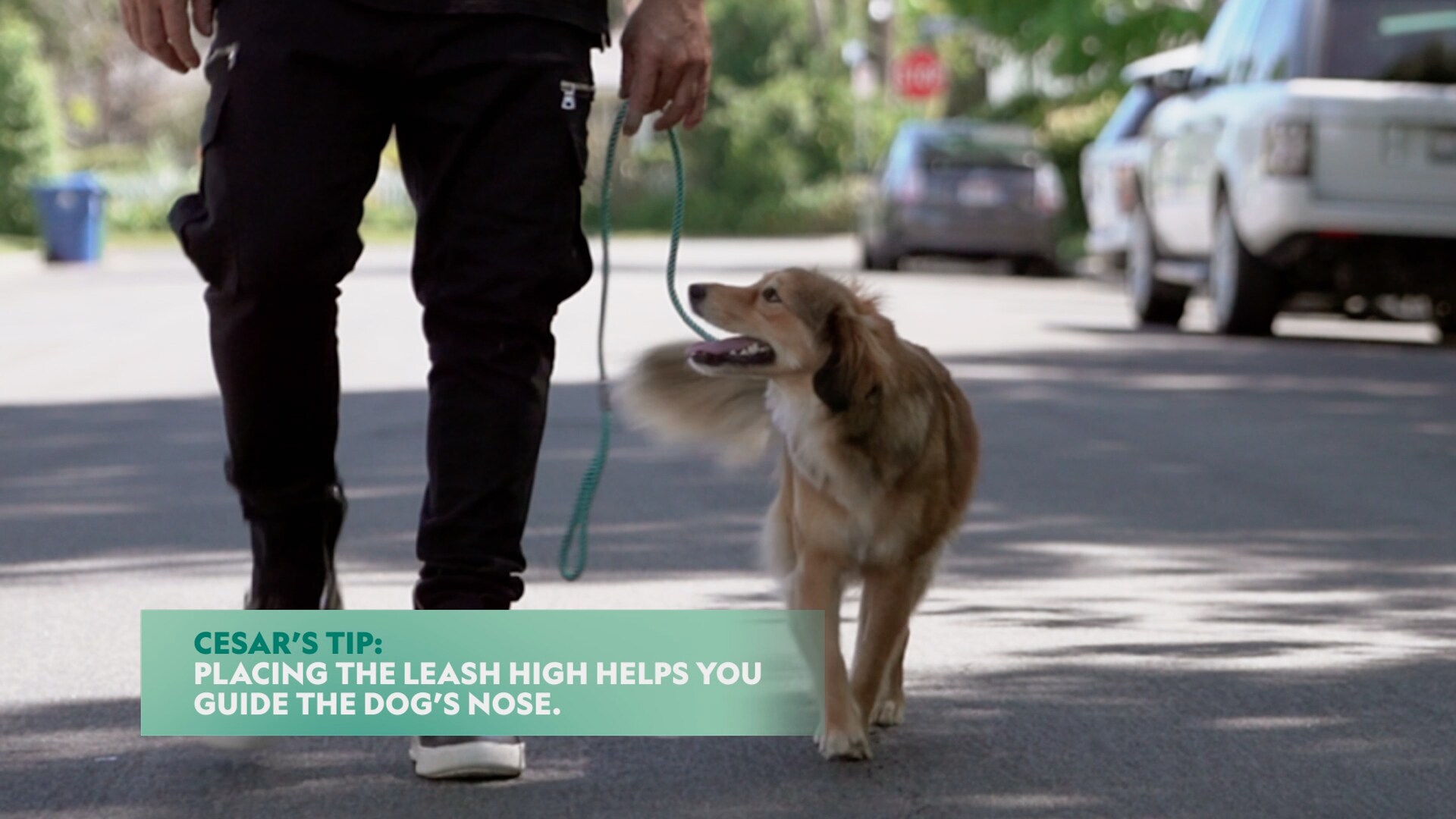 How to Put a Leash on Your Dog