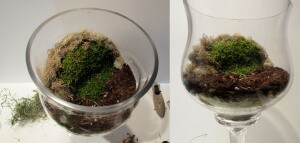 Dagobah Terrarium-scaping 1