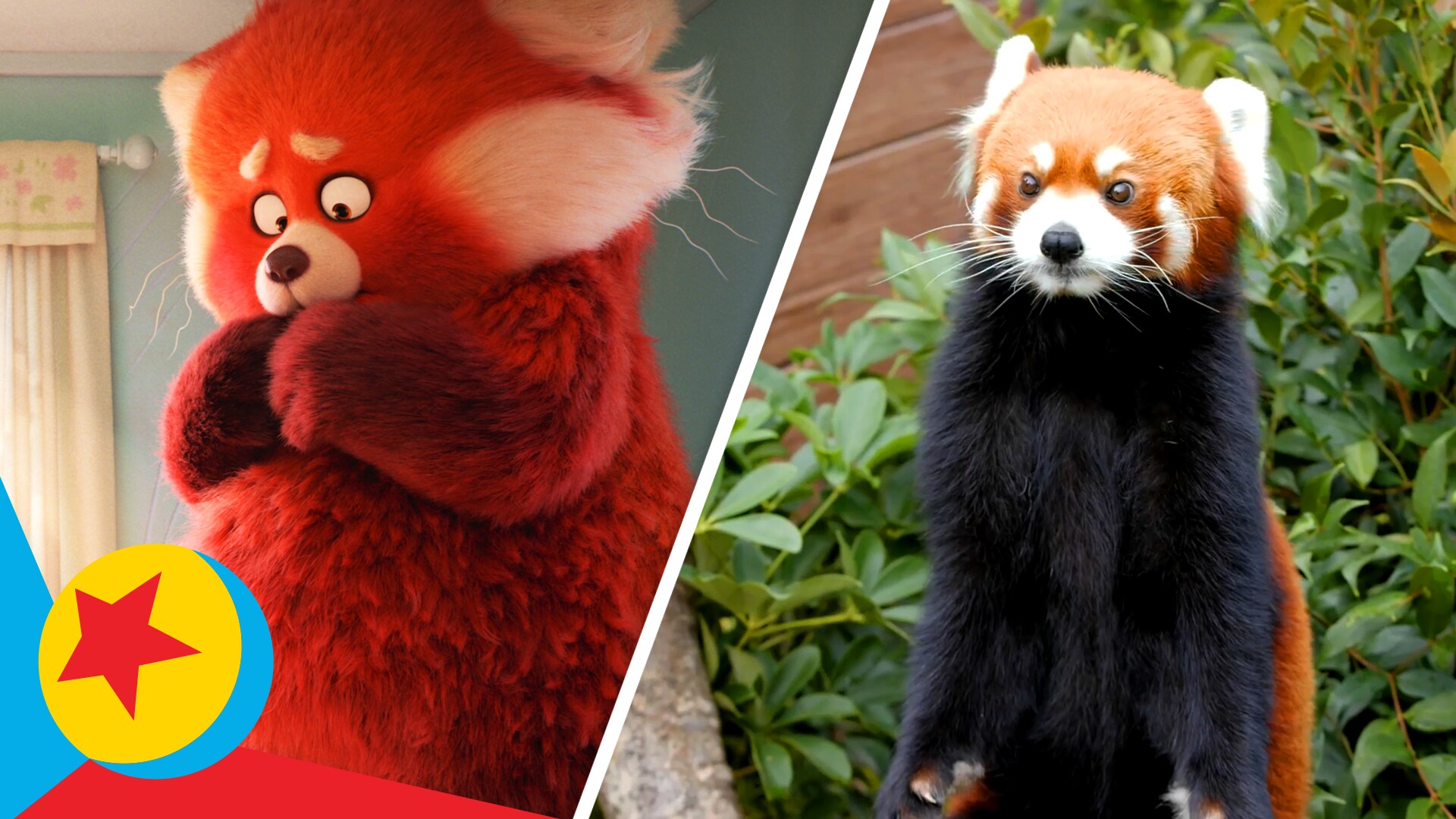 Turning Red Real Life Side-By-Side | Pixar